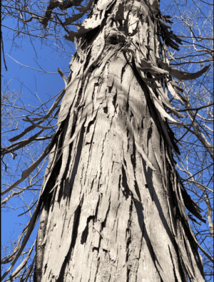 Shellbark Hickory (Carya laciniosa) - NEW! - Image 2